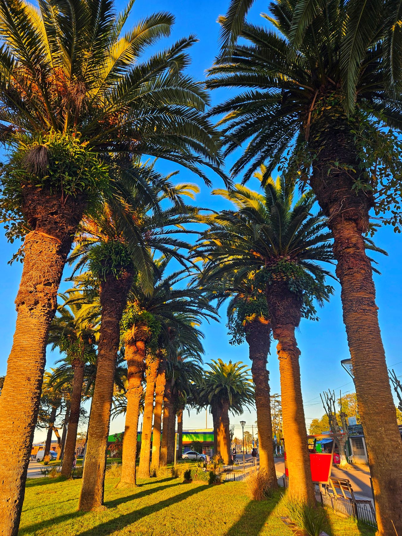 TRATAMIENTOS PICUDO ROJO