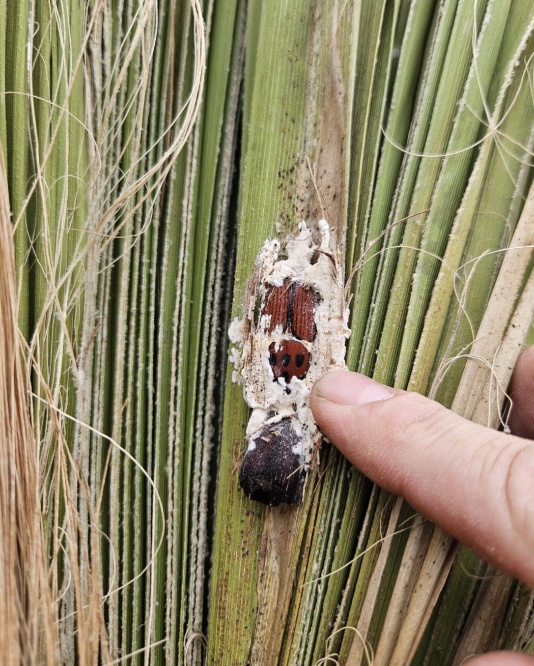 Hongos entomopatógenos: una solución natural para el control del picudo rojo