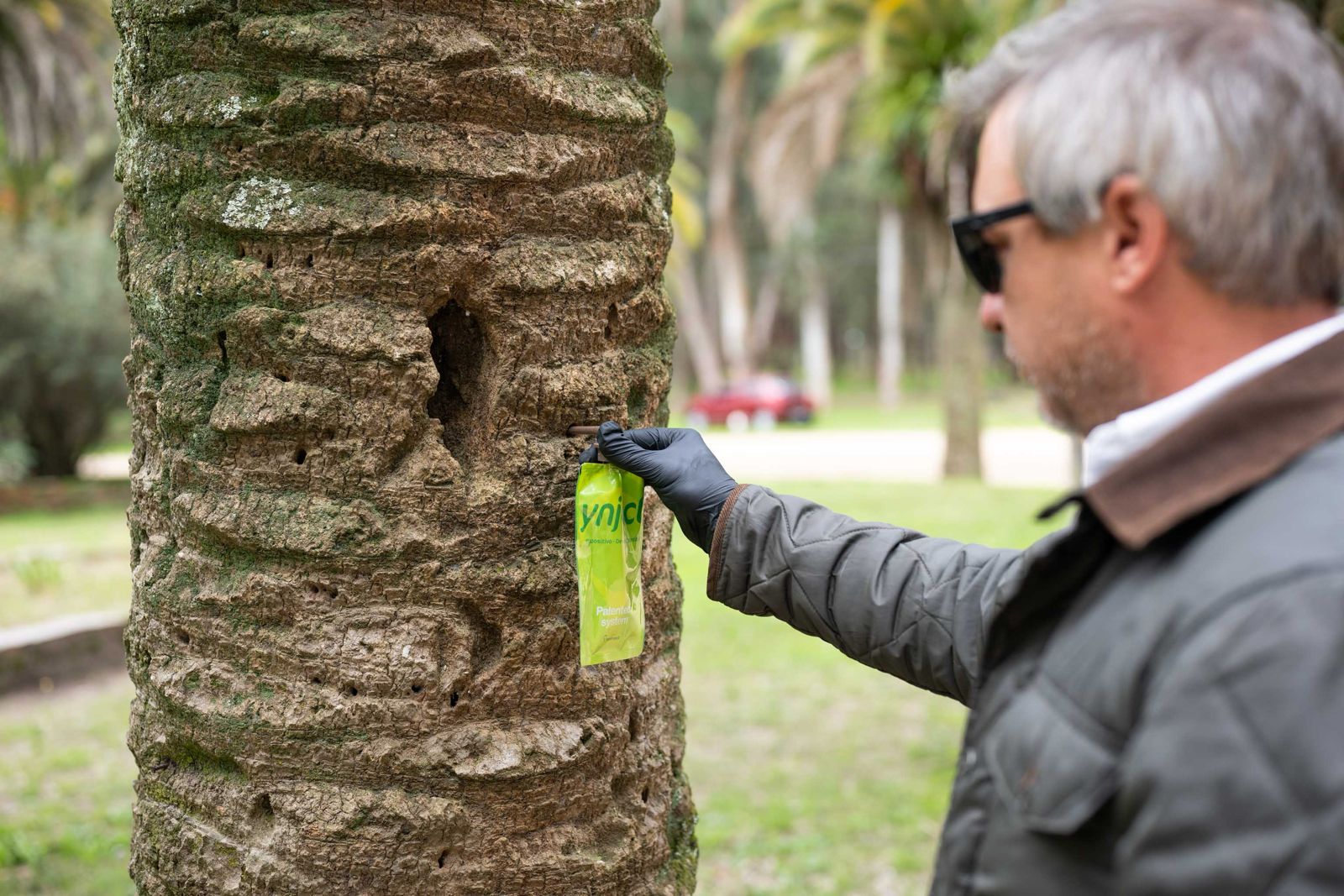 Avance del Picudo Rojo