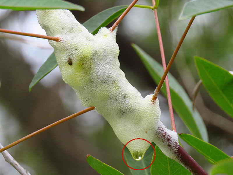 Chicharrita de la espuma