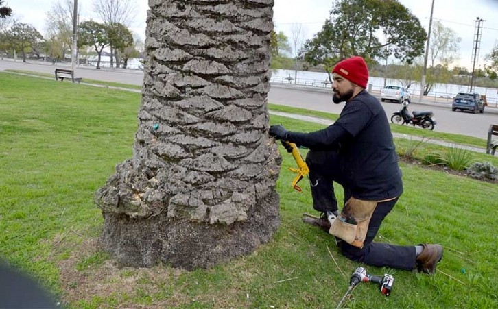 Control de picudo rojo - Uruguay