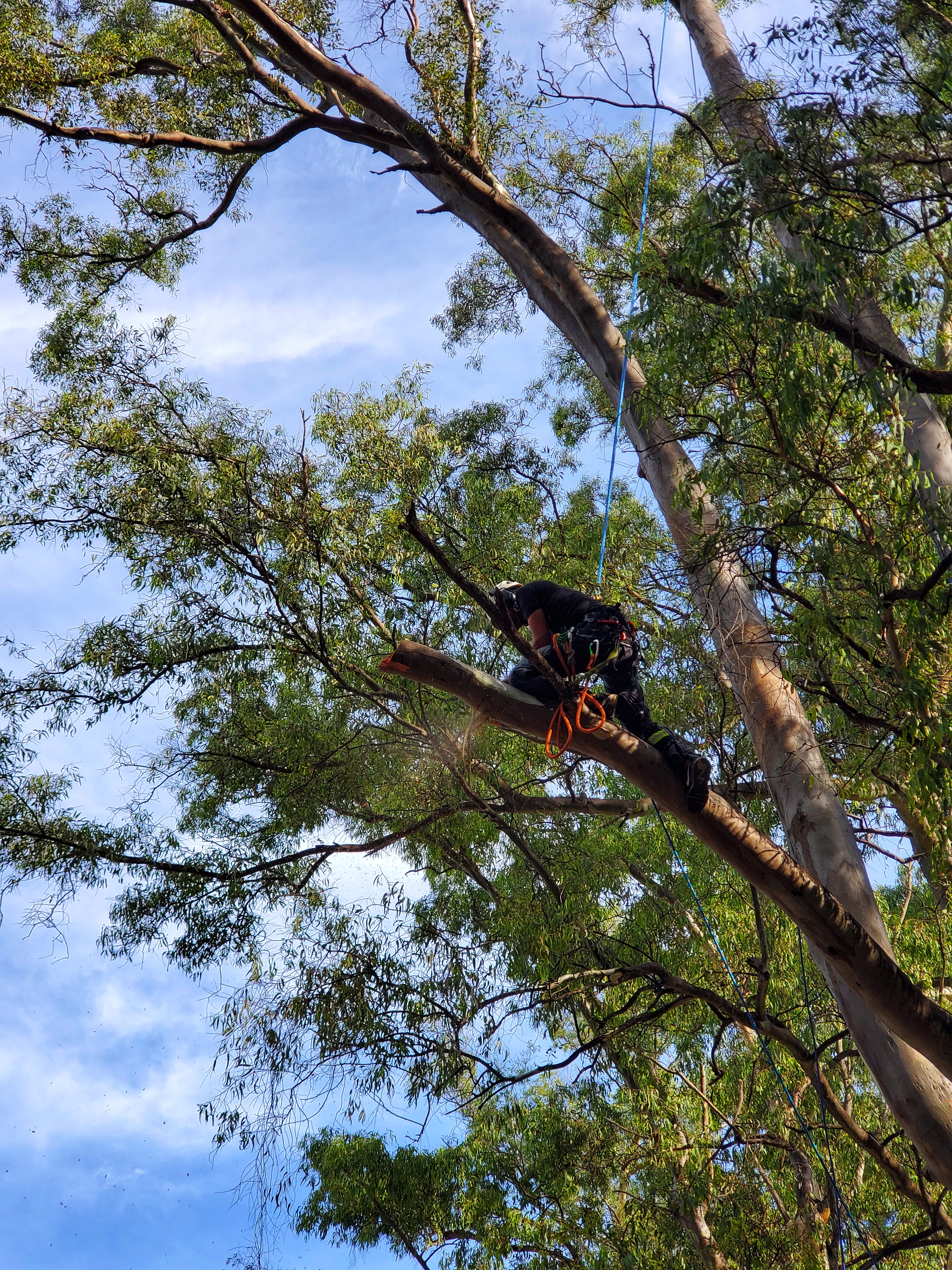 Servicios de arboricultura ProArbol